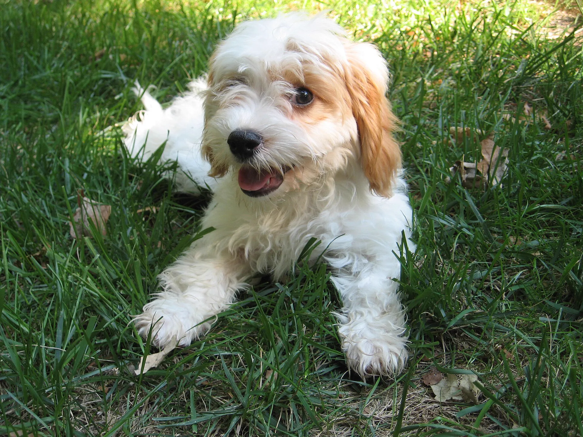 Cucciolo felice sdraiato sul prato