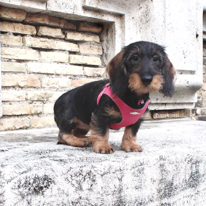 All'aperto Doggyly