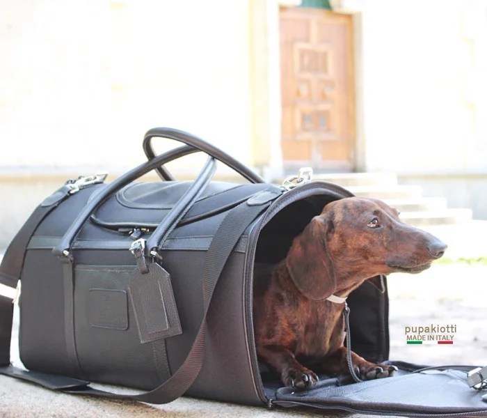 In auto Doggyly