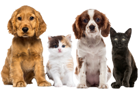 Doggyly - amici a quattro zampe